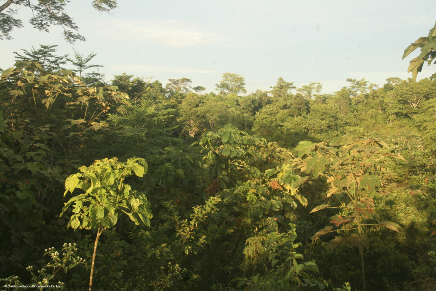 World Land Trust