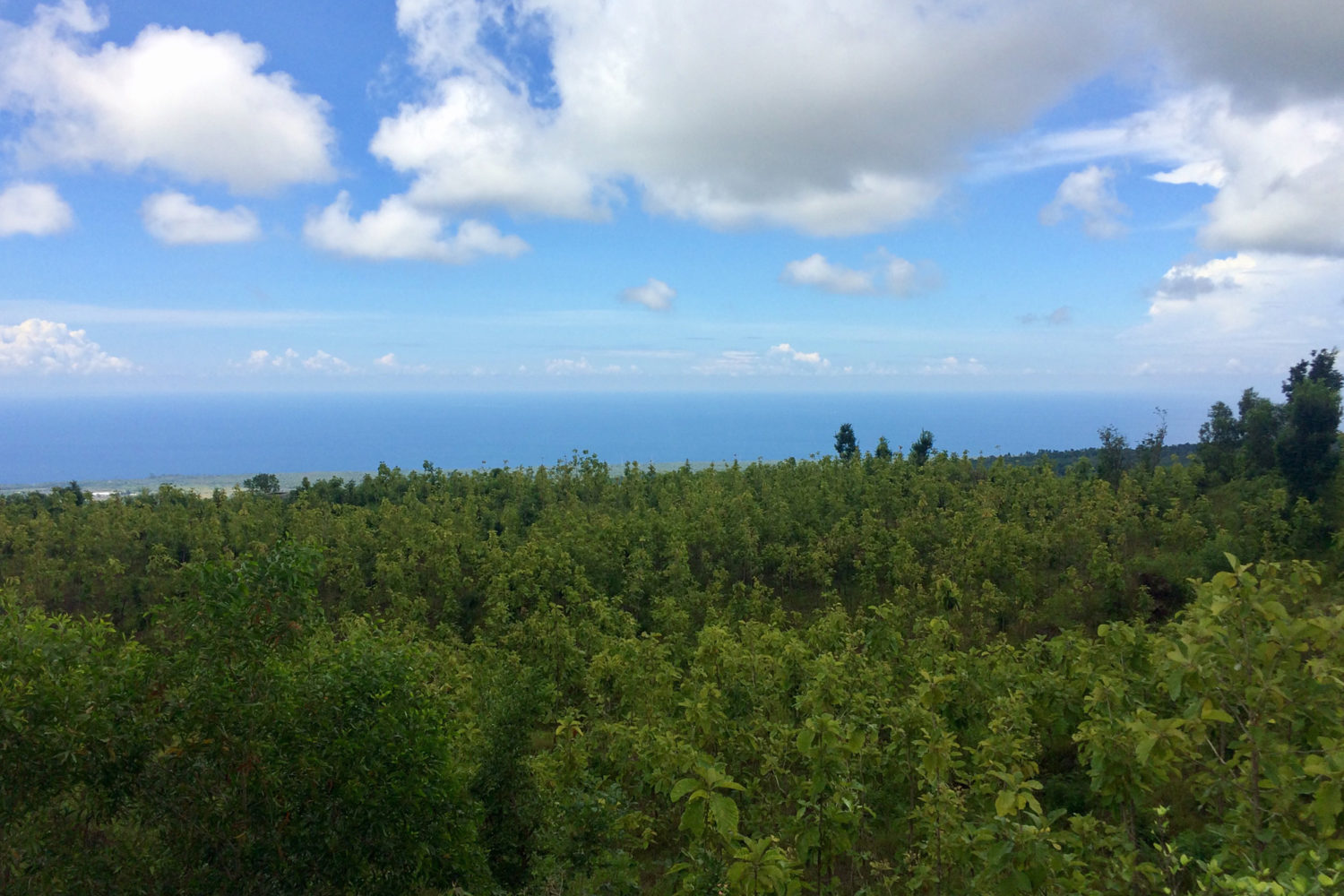 Bali Teak Farm